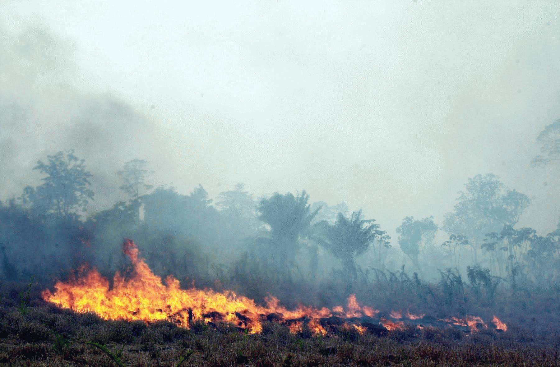 Incêndios em Roraima