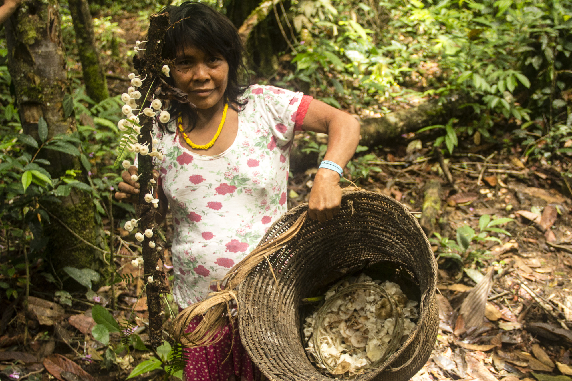 Lançamento: Cogumelo Yanomami